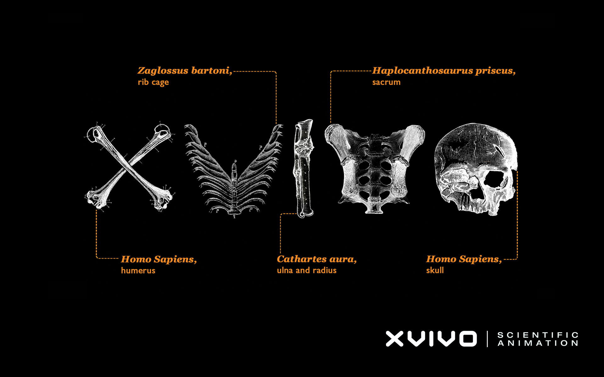 Наукова анімація